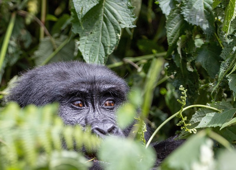 Jungle Safaris